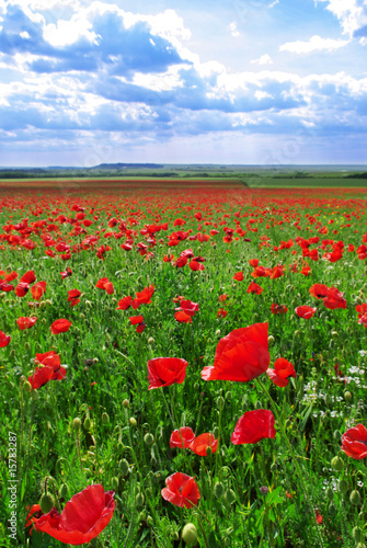 Greatest poppies meadow