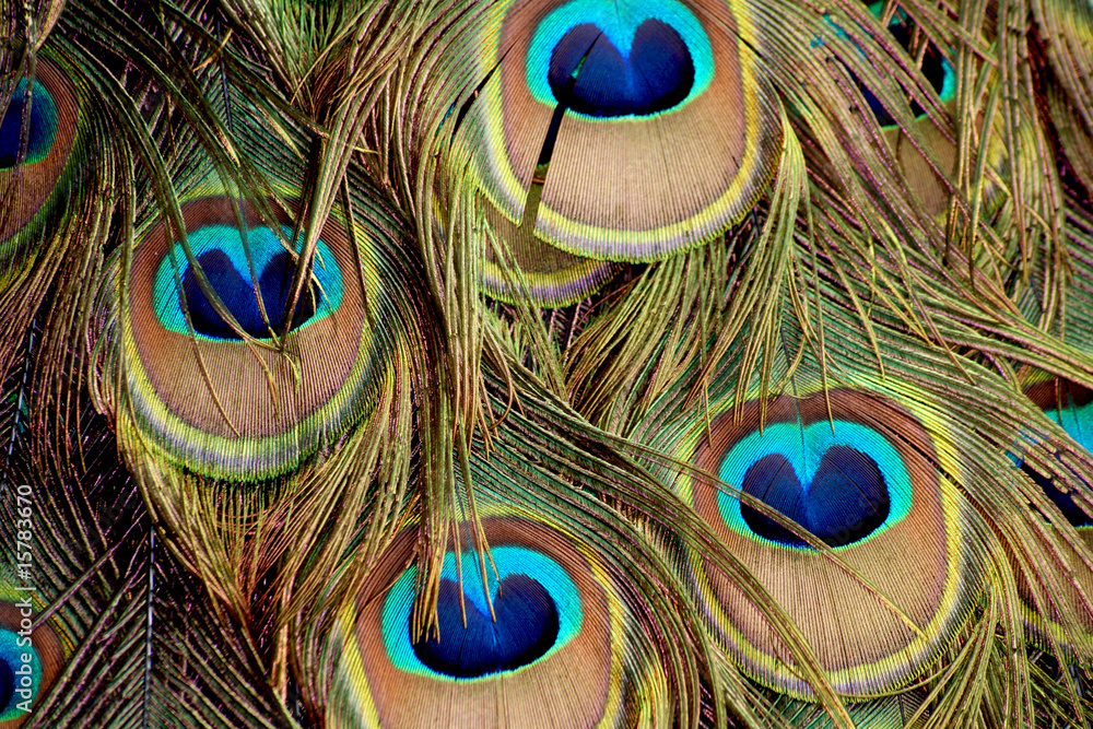 Fototapeta premium peacock