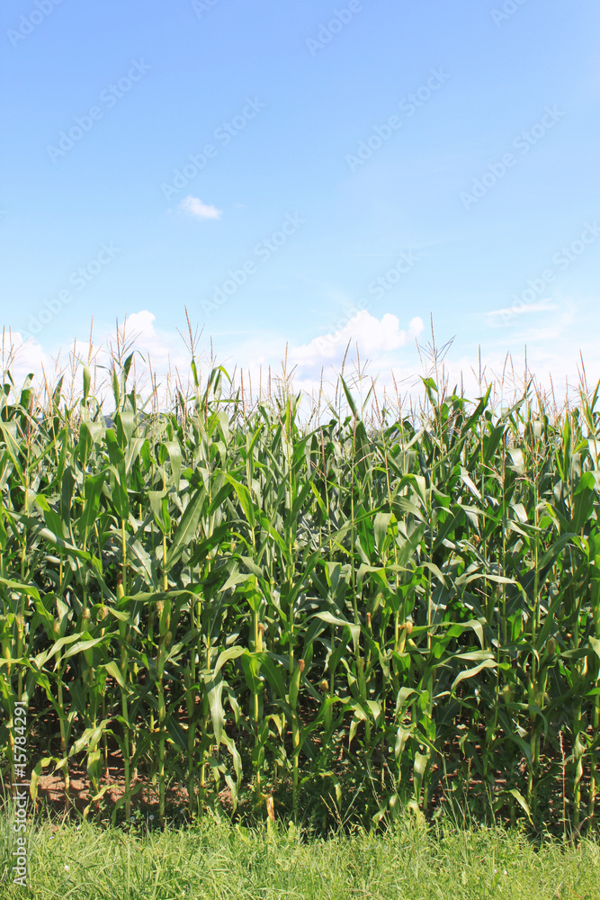 Obraz premium Mais