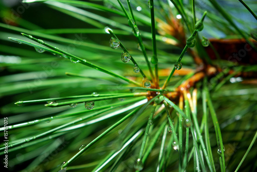 Wet spruce © GIS