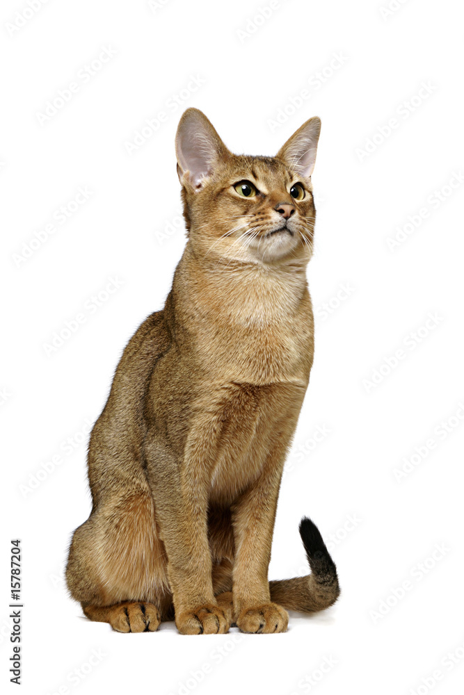 Usual Abyssinian cat