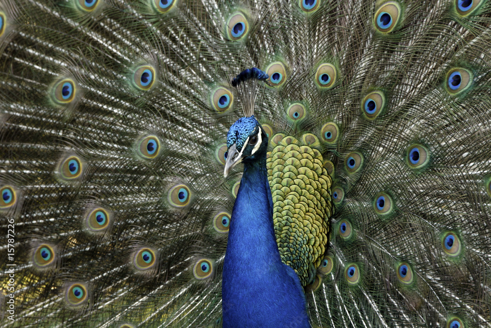 Obraz premium Male peacock 3