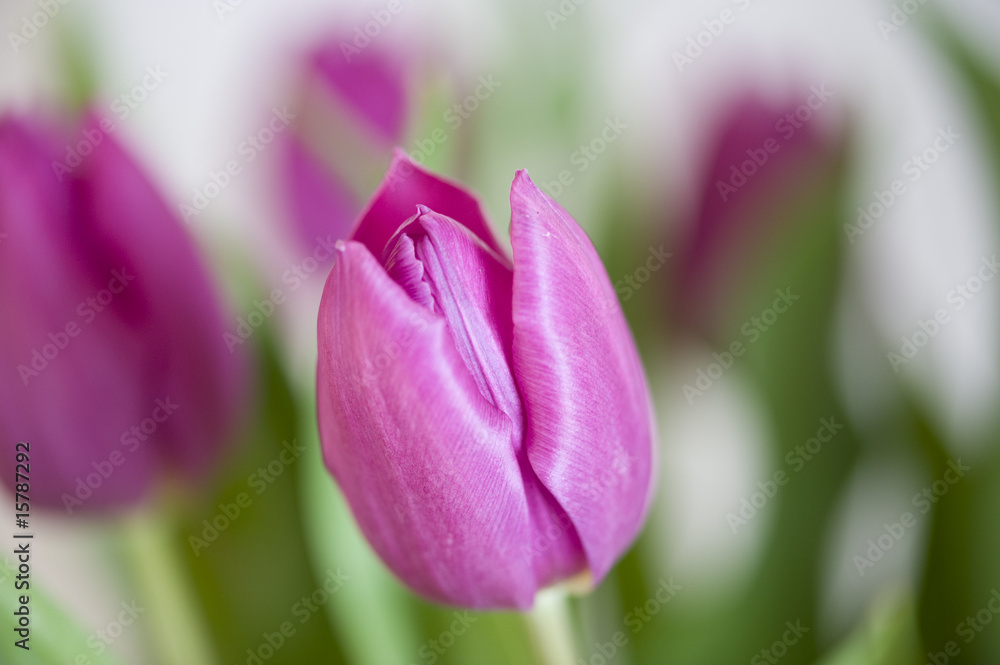 Fototapeta premium Tulpen