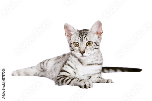 Fotografie Young Egyptian Mau male