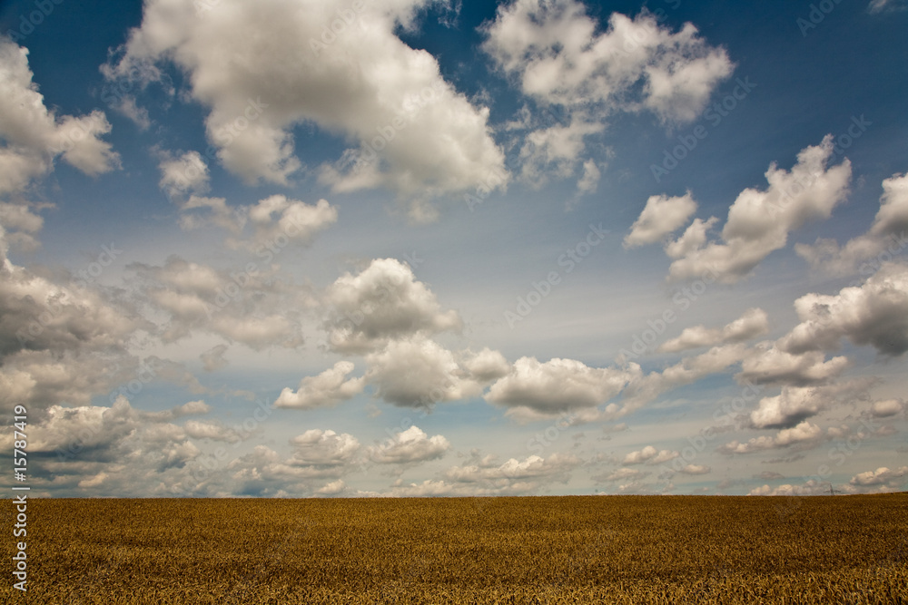 weisse Wolken am blauen Himmel über goldenen Kornfeldern