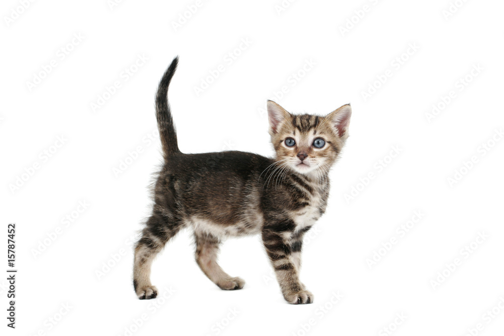 Kitten standing Kitten standing