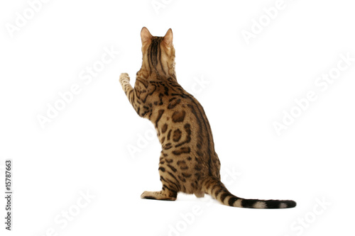 Valokuva Bengal cat standing on hind legs