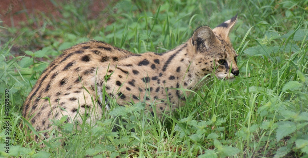 Fototapeta premium Serval