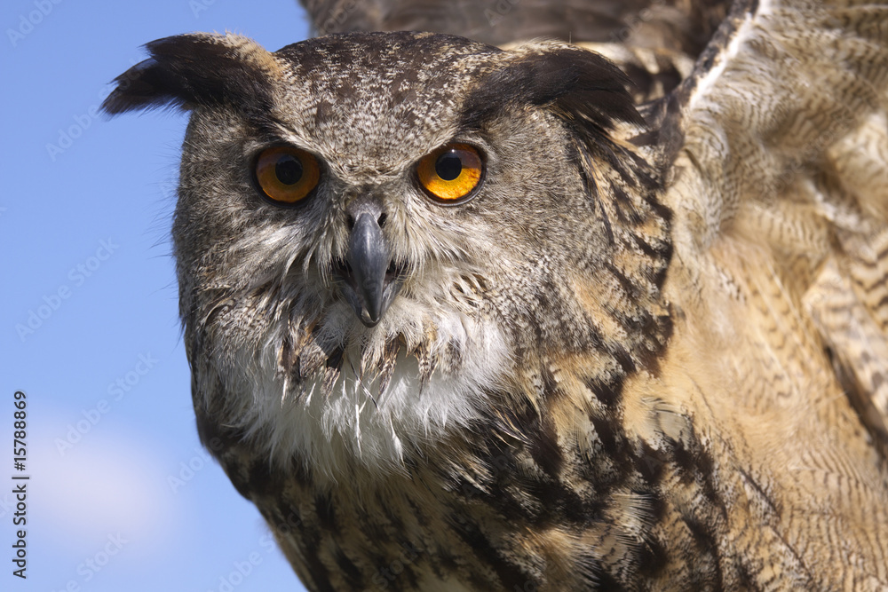 Fototapeta premium Eule