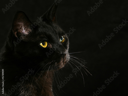 Black cat on black