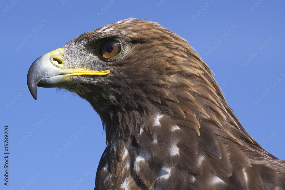 Obraz premium steppenadler