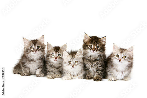Siberian Forrest kittens