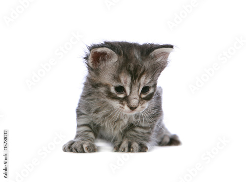 Angora kitten