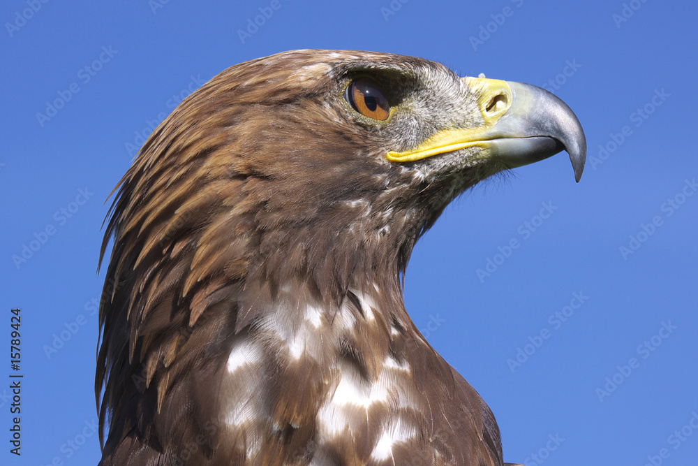 Obraz premium steppenadler