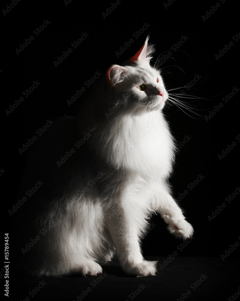 Fototapeta premium White Maincoon on black
