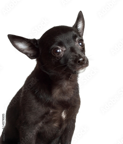 chihuahua dog