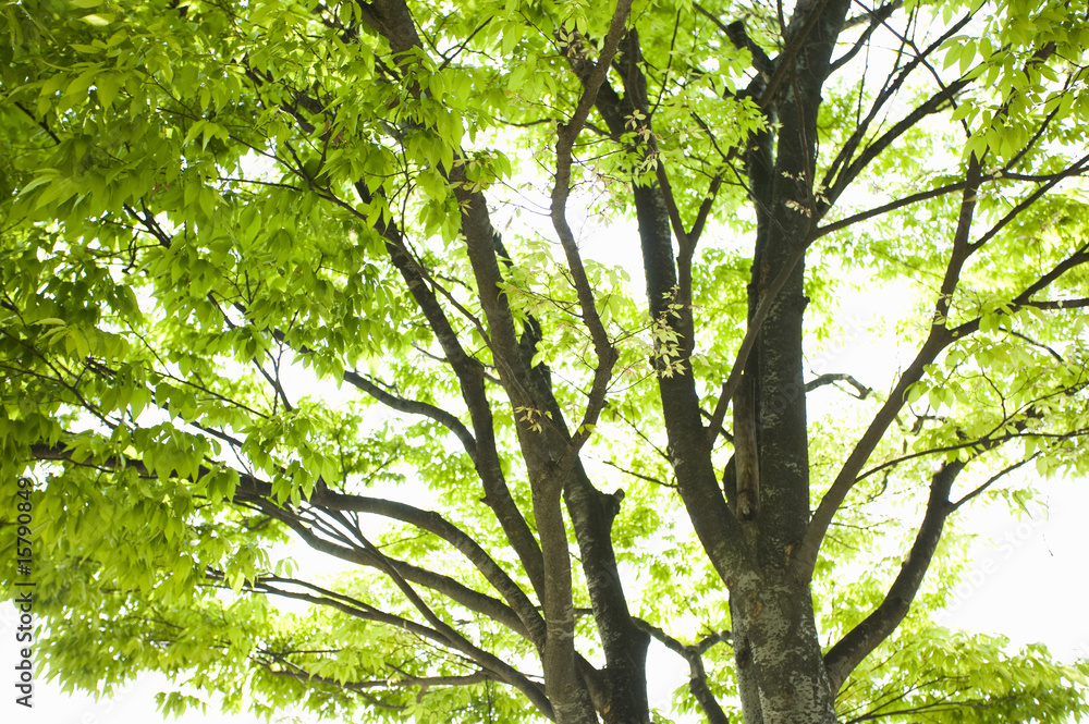 Obraz premium 新緑