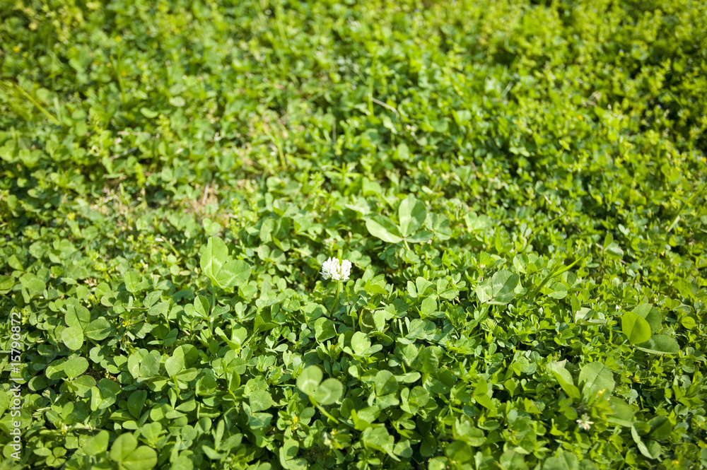 Obraz premium 新緑