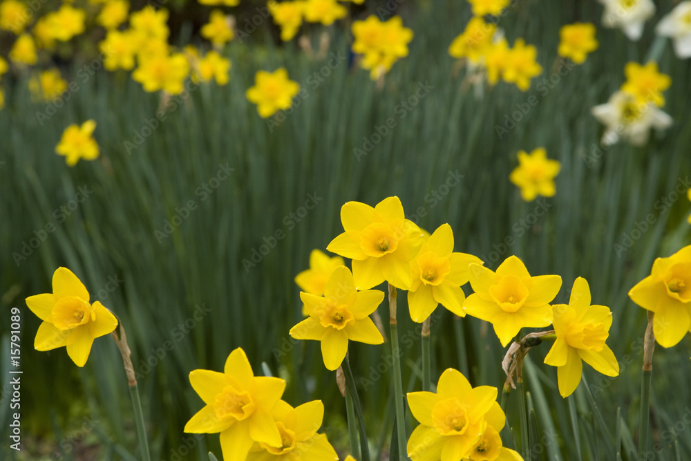 Fototapeta premium スイセン