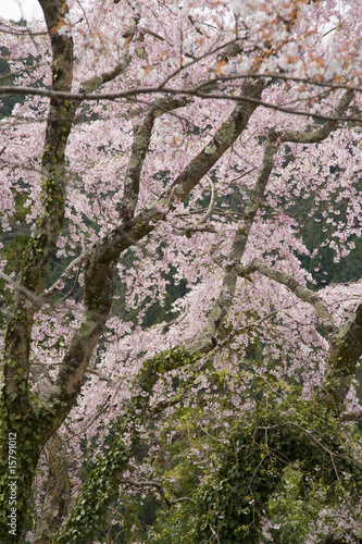 Wallpaper Mural サクラ Torontodigital.ca
