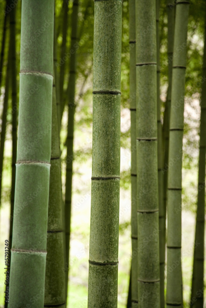 竹林 竹林