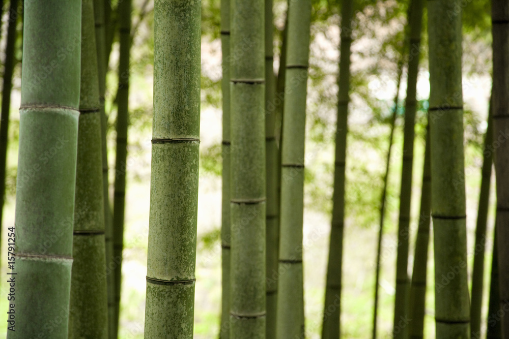 竹林 竹林