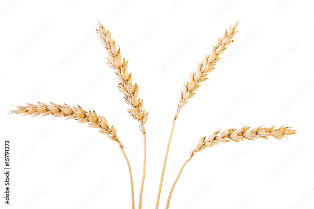 Golden wheat isolated on a white background. Golden wheat isolated on a white background.