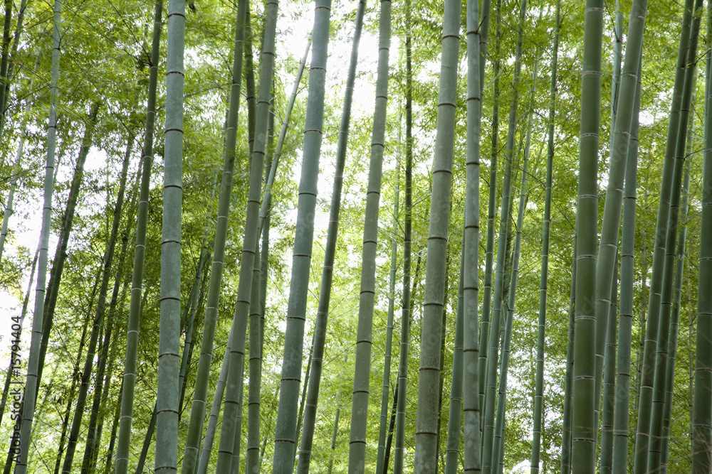 Fototapeta premium 竹林