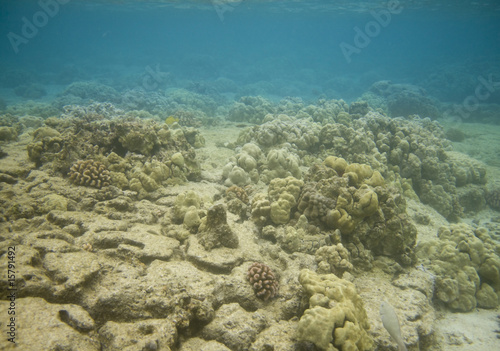 Underwater Scenic 0395