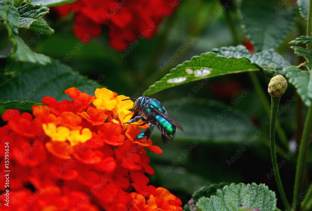Green Bee Green Bee