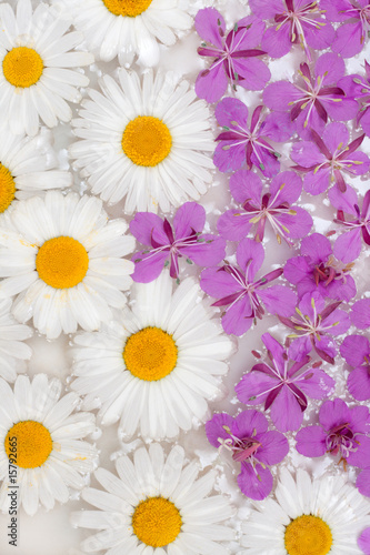 Daisywheels and violet flower