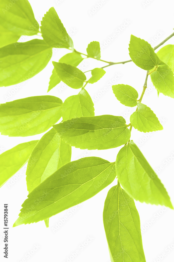 Obraz premium 葉っぱ