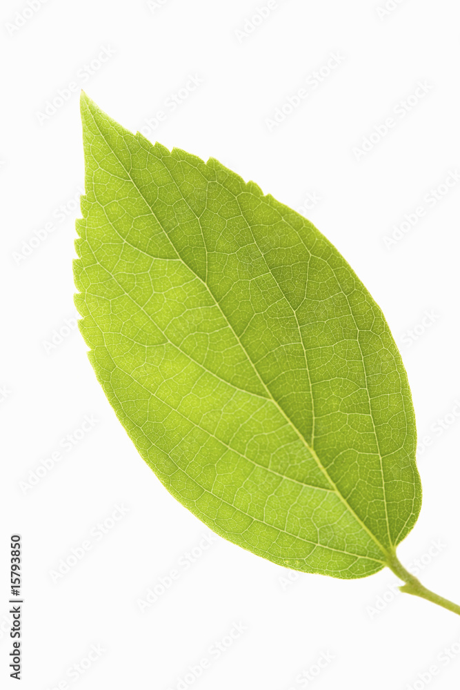 Obraz premium 葉っぱ