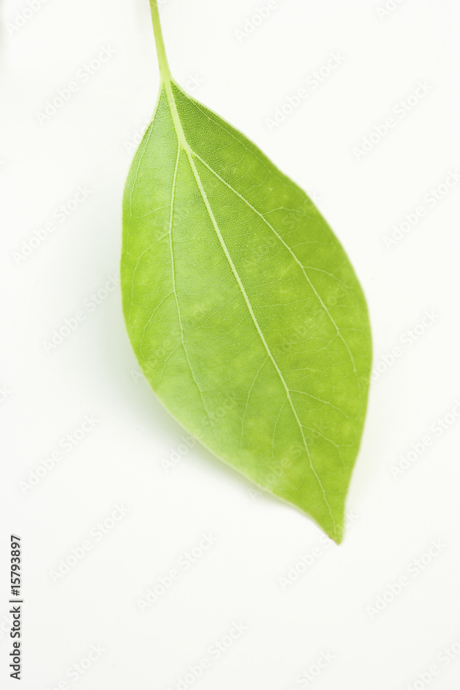 Obraz premium 葉っぱ