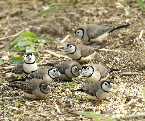 Fotografie australian widlife double bar finches