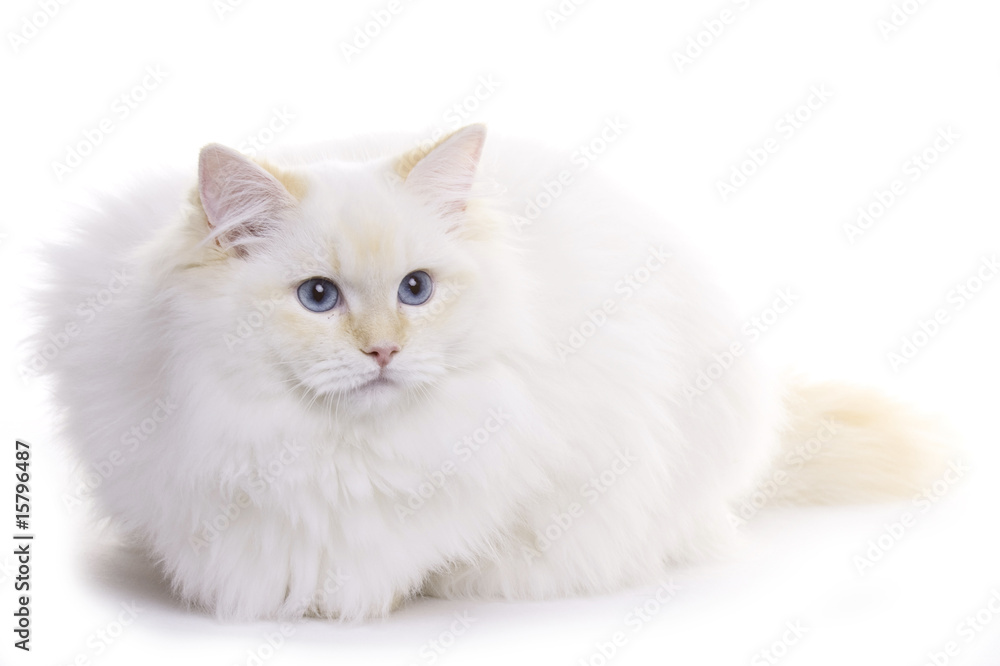 Cat with blue eyes sitting, Ragdoll