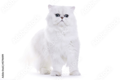 Cat on white background, Chinchilla persian