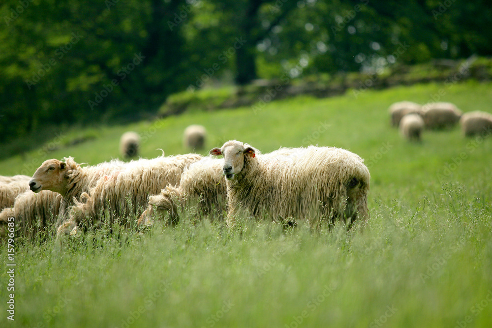 Obraz premium troupeau de moutons