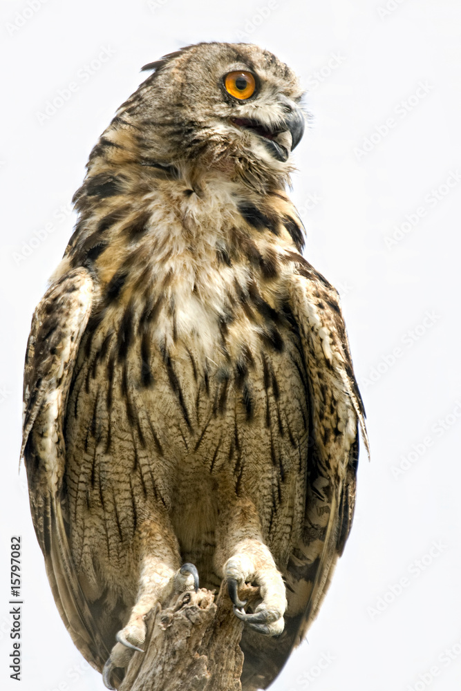 owl