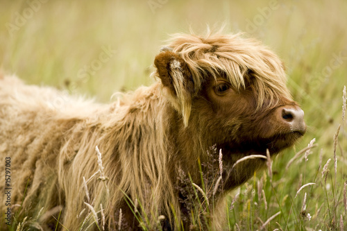 Highland cow