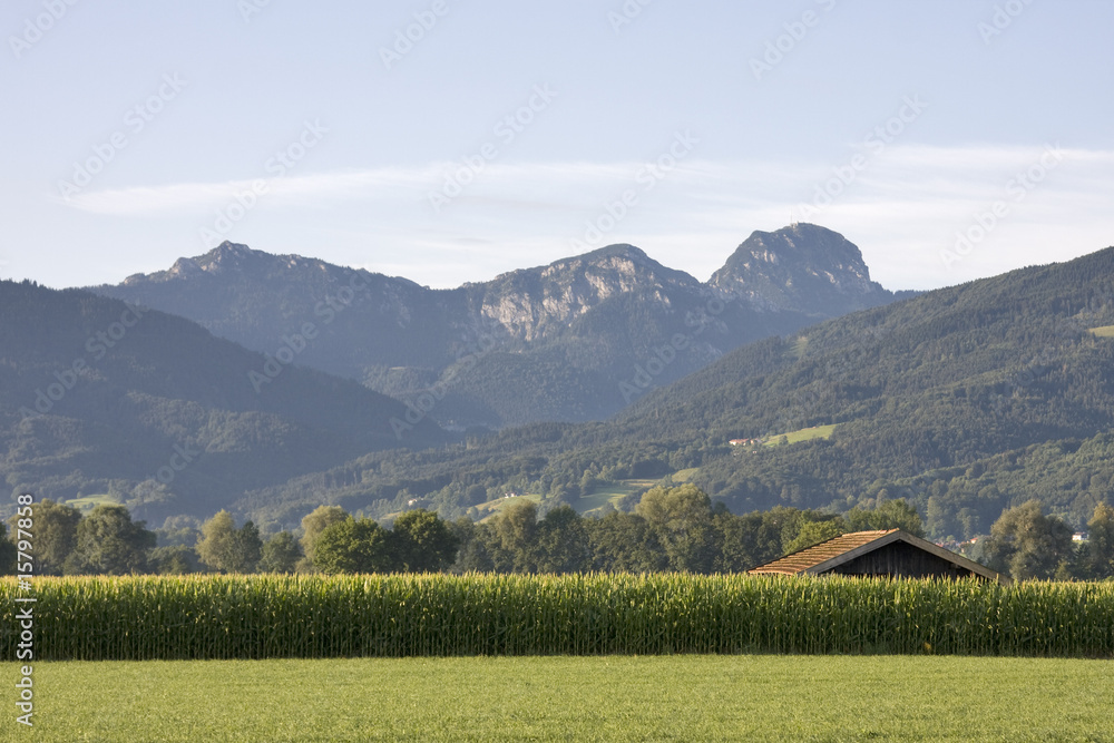 Obraz premium maisfeld mit scheunendach unter den alpen