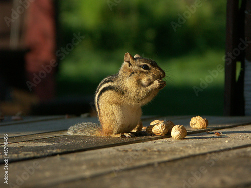 Chipmunk frisst Erdnuss photo