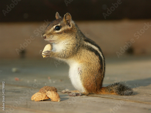Chipmunk frisst Erdnuss
