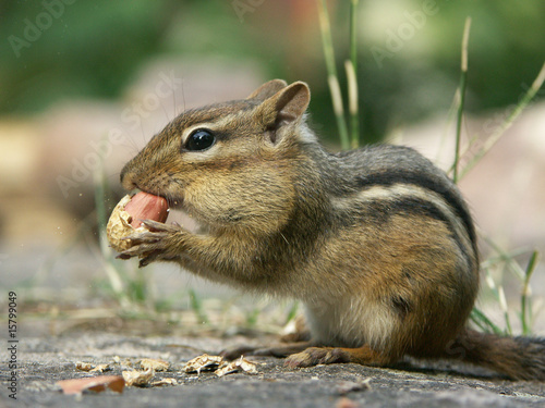 Chipmunk frisst Erdnuss