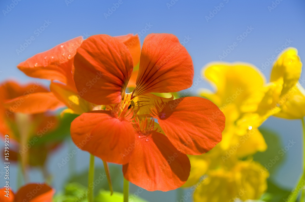 Obraz premium Kapuzinerkresse #1