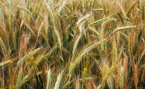 field
