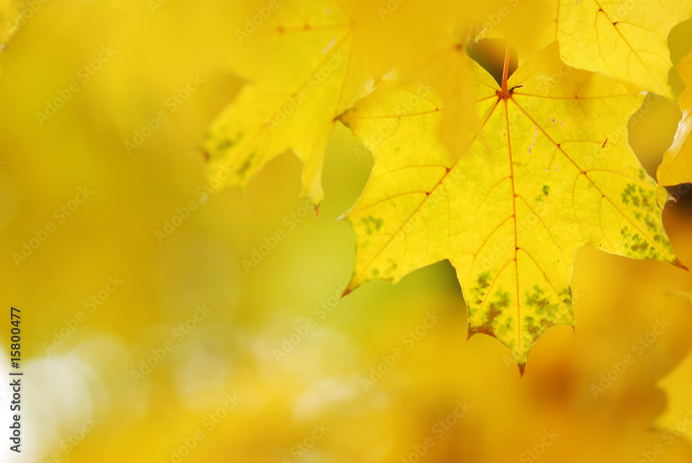 Obraz premium Autumn leaves background