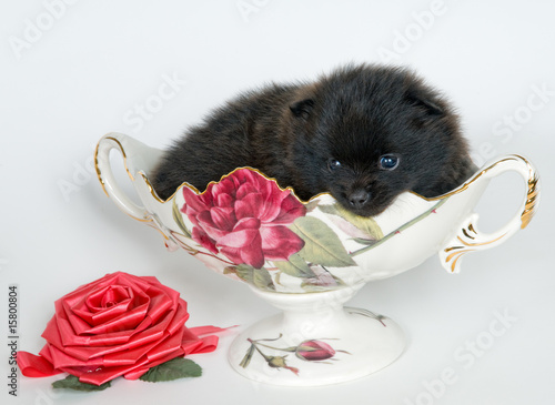 Puppy in a vase