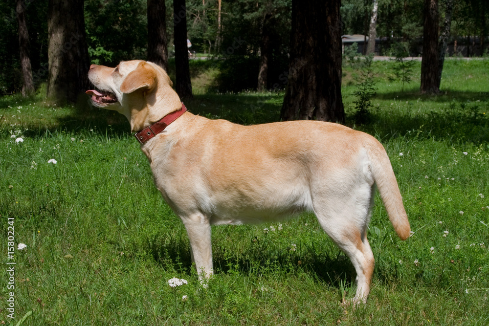 Yellow labrador