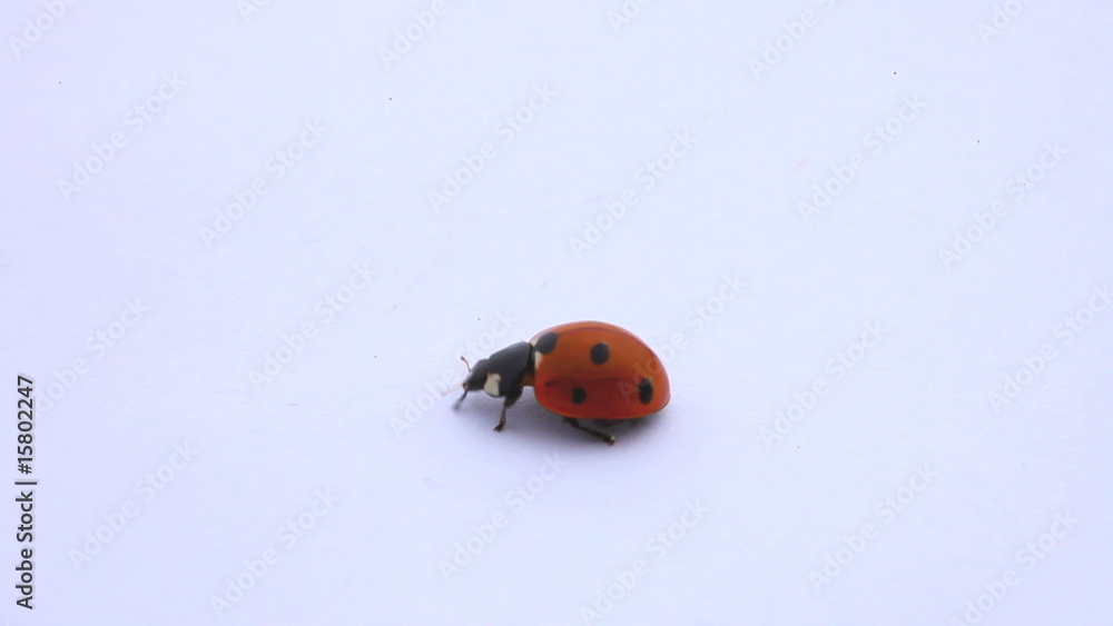 ladybug on the white background ladybug on the white background